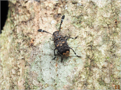 Androceras flabellicorne
