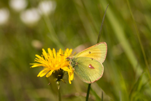 Hecla Sulphur