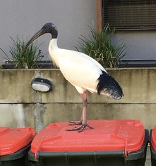 Threskiornis molucca