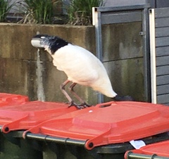 Threskiornis molucca