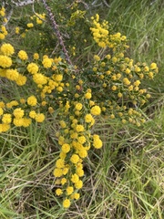 Acacia paradoxa