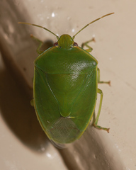 Glaucias amyoti