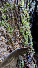 Trichoderma