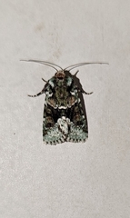 Lacinipolia explicata