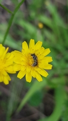 Lasioglossum