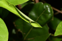 Uresiphita