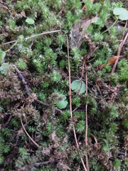 Ptychomnion aciculare