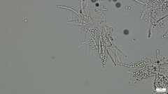 Trichoderma