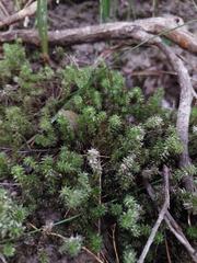 Ptychomnion aciculare