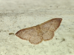 Idaea eugeniata