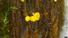 Trichoderma