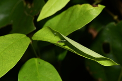 Uresiphita