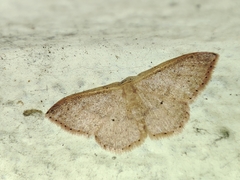 Idaea eugeniata