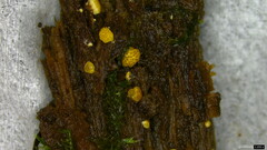 Trichoderma