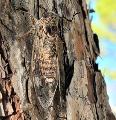 Cicada cretensis