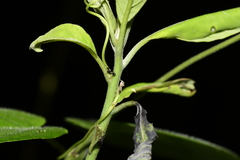 Formicidae