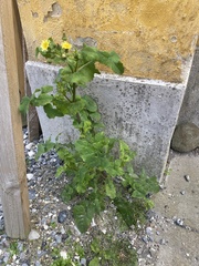 Sonchus oleraceus
