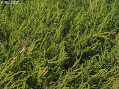 Ambrosia tenuifolia