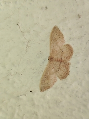 Idaea eugeniata