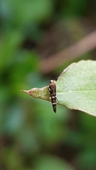 Zapyrastra calliphana