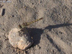 Brachythemis impartita