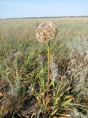 Allium nutans