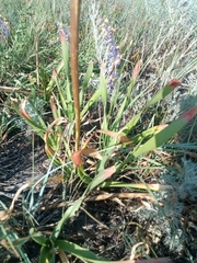 Allium nutans
