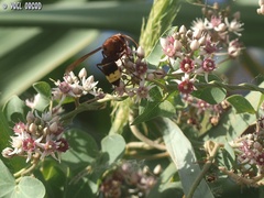 Vespa orientalis