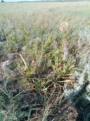 Allium nutans