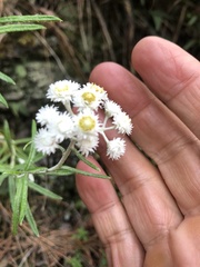 Anaphalis morrisonicola