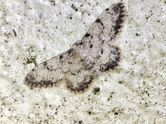 Idaea contiguaria