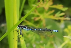 Coenagrion lunulatum