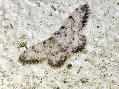 Idaea contiguaria
