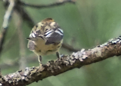 Setophaga fusca