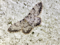 Idaea contiguaria
