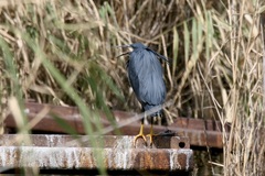Egretta ardesiaca