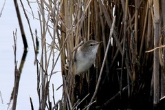 Acrocephalus gracilirostris