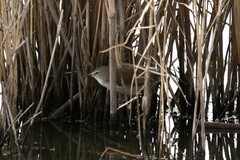 Acrocephalus gracilirostris