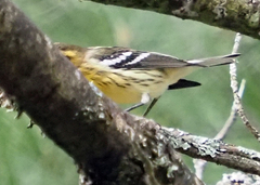 Setophaga fusca