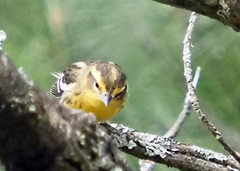 Setophaga fusca