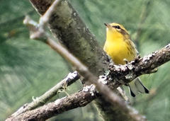 Setophaga fusca