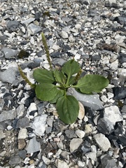Plantago major