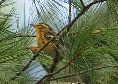 Setophaga fusca