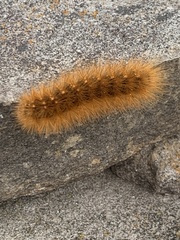 Phragmatobia fuliginosa