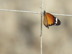 Danaus chrysippus