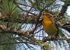 Setophaga fusca