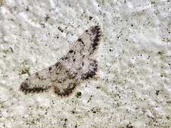 Idaea contiguaria