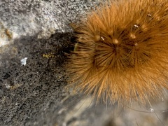 Phragmatobia fuliginosa