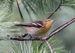 Setophaga fusca