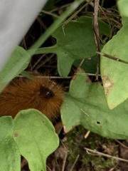 Phragmatobia fuliginosa